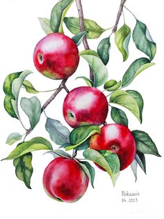 watercolor painting of pomegranates on a branch with leaves