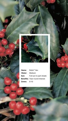 holly leaves with red berries on them and a white rectangle in the middle that says name