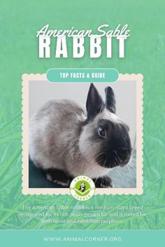 the cover of an american rabbit rabbit book, featuring a black and white bunny sitting in grass