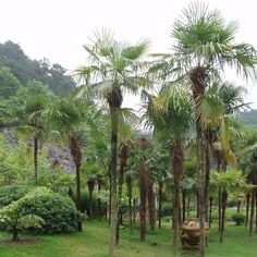 palm trees in the middle of a lush green field