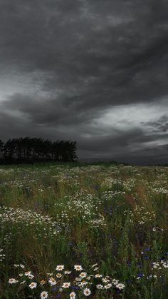 a field full of wildflowers under a dark sky with trees in the background