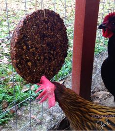 two chickens are eating out of a feeder