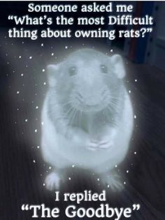 a rat sitting on top of a wooden floor in front of a quote that reads, someone asked me what's the most difficult thing about owning rats?