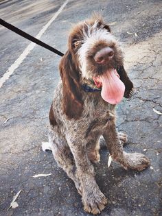 a wet dog with its tongue hanging out sitting on the ground next to a leash