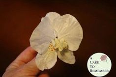 how to make a wafer paper orchid Flowers For Cake Decorating, Birthday Cake Flowers, Diy Cake Toppers, Flowers For Cake, Paper Orchid, Cake Presentation, Edible Flowers Cake, Flower Cake Decorations, Tropical Theme Party