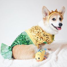 a corgi dog dressed up as a mermaid