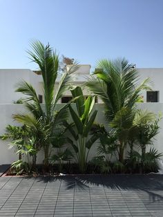 some very pretty plants in front of a white building