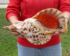 a person holding a shell in their hands