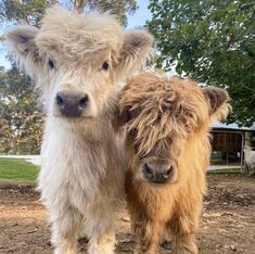 two furry animals standing next to each other on a dirt field with trees in the background