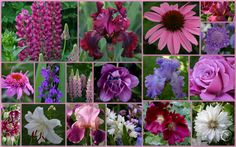 many different types of flowers are shown in this collage with pinks and purples