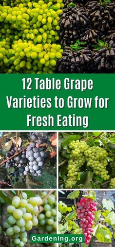 grapes growing in the garden with text overlay that reads 12 table grape varieties to grow for fresh eating