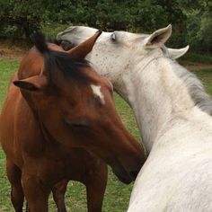 two brown and white horses standing next to each other