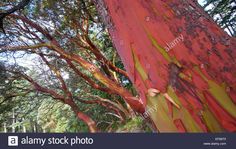 red and yellow bark on a tree in the woods