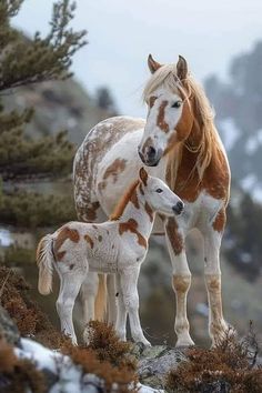 two horses standing next to each other on top of a mountain