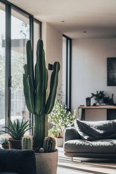 a living room filled with furniture and a large cactus in a pot next to a window