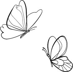 two butterflies flying side by side