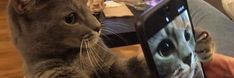 a cat that is looking at its reflection in a mirror with it's face on the screen