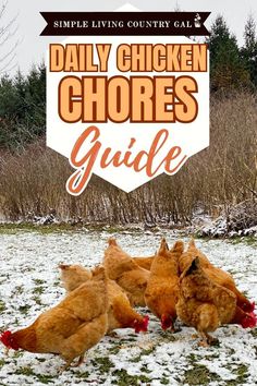 Owning Chickens, Backyard Chickens Diy, Chickens 101, Chicken Coop Ideas, Laying Chickens