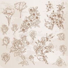 a set of flowers and leaves on a beige background