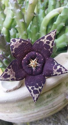 a close up of a purple flower on a plant