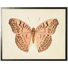 an image of a pink butterfly with orange spots on it's wings and wing tips