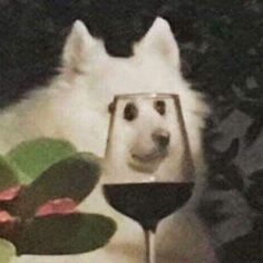 a dog is looking at a glass of wine