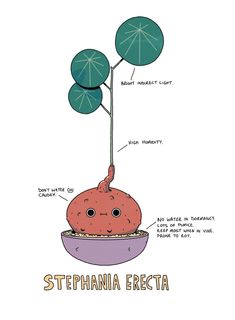 a drawing of a potted plant with the name stephanie erecta on it and labeled in