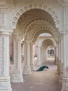 a peacock is sitting on the ground under an ornate white structure with columns and arches