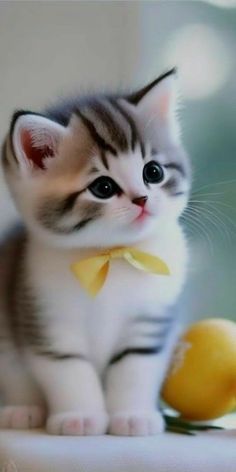 a small kitten wearing a yellow bow tie sitting next to an orange on a table