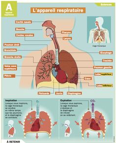 the anatomy of the human body and its major organs, including the heart, lungs, liver