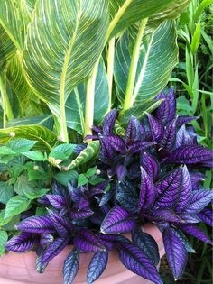 purple and green plants in a clay pot