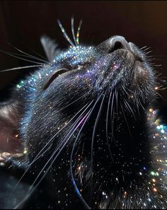 a close up of a cat's face with its eyes closed and sparkling stars all over it