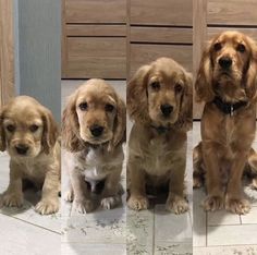 four puppies are sitting on the floor in front of a mirror and one is looking at the camera