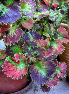 some potted plants with purple and red leaves in them on the ground next to a basket