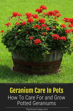 geranium care in pots how to care for and grow potted geraniums