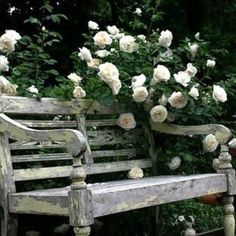 an old wooden bench with white roses growing on it's back and behind it are potted plants