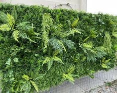 a large green plant growing on the side of a building