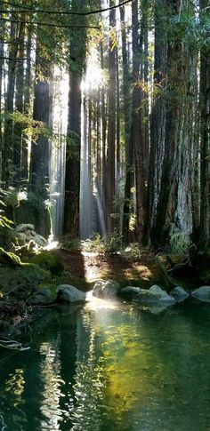 the sun shines through the trees in the forest near a river with green water