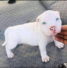 a white dog with blue eyes is being petted by a person's hand