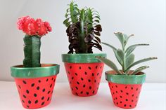 three potted plants are sitting next to each other