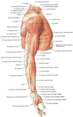 an image of the muscles and their major functions in human body, with labels on each side