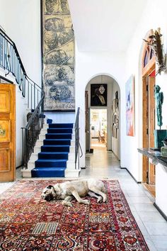 a dog laying on the floor in front of a stair case with blue carpeting