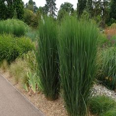 some very pretty green plants by the road