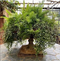 a potted plant with lots of green leaves on it's top and bottom