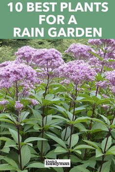 purple flowers with green leaves and text overlay that says 10 best plants for a rain garden