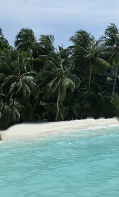 palm trees line the shore of a tropical beach