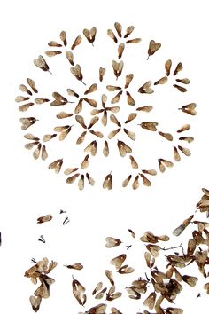 seeds are arranged in the shape of a circle