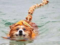 a brown and white dog wearing a life jacket in the water with his head out