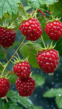 raspberries growing on the bush with green leaves and water droplets all over them