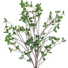 a small tree with green leaves in a pot on a white background, ready to be used as a planter